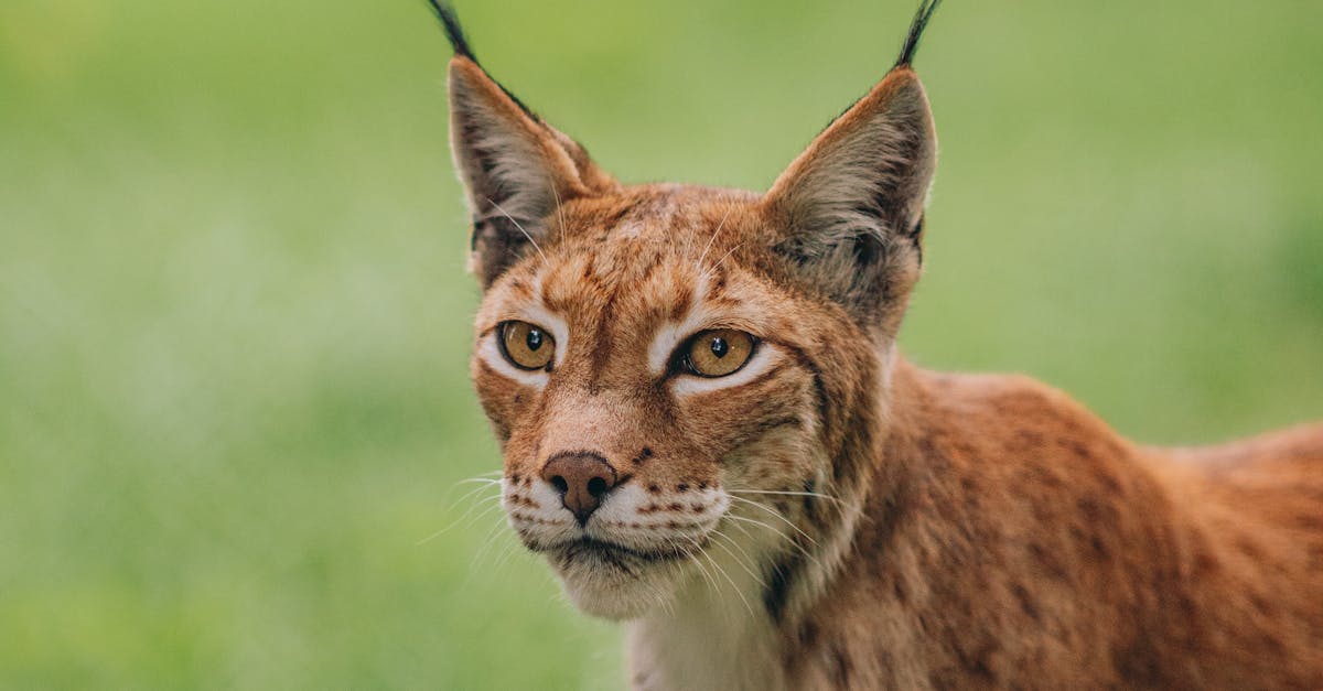 découvrez le lynx, un félin mystérieux et majestueux, symbole de la faune sauvage. apprenez tout sur son habitat, son comportement, et son rôle écosystémique, ainsi que les efforts de conservation pour préserver cette espèce fascinante.