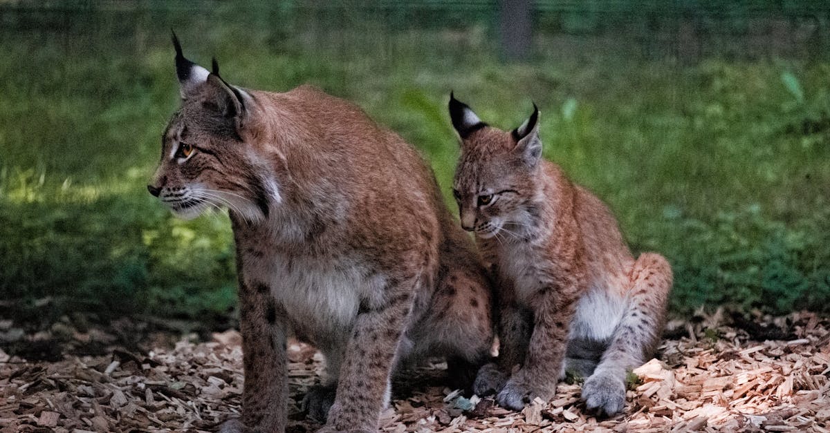 découvrez le lynx, ce félins majestueux, ses caractéristiques, son habitat et son rôle crucial dans l'écosystème. apprenez-en plus sur sa protection et les efforts de conservation pour préserver cette espèce emblématique.