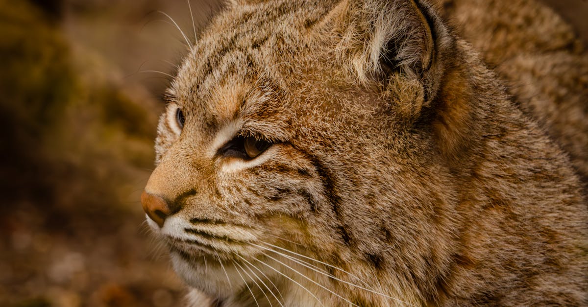 découvrez le lynx, un félin fascinant connu pour son agilité et ses grandes oreilles. plongez dans son habitat naturel, ses comportements uniques et son rôle essentiel dans l'écosystème. informez-vous sur les menaces qui pèsent sur cette espèce majestueuse et les efforts de conservation pour assurer sa protection.