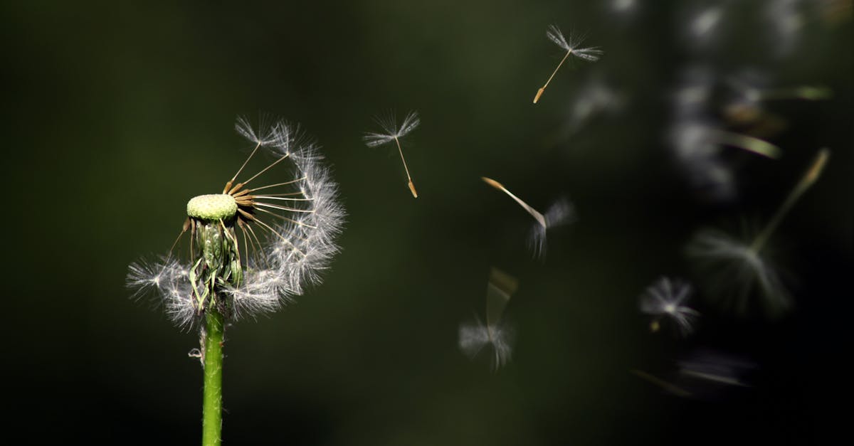 découvrez tout ce que vous devez savoir sur le renouvellement de la couverture maladie universelle (cmu) en france. informez-vous sur les démarches à suivre, les conditions d'éligibilité et les documents nécessaires pour bénéficier d'une couverture santé continue.